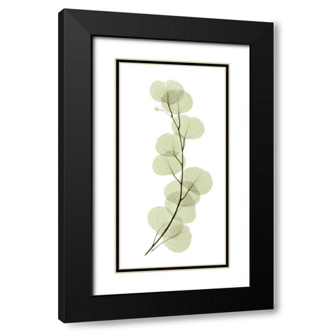 Eucalyptus Black Modern Wood Framed Art Print with Double Matting by ACEE