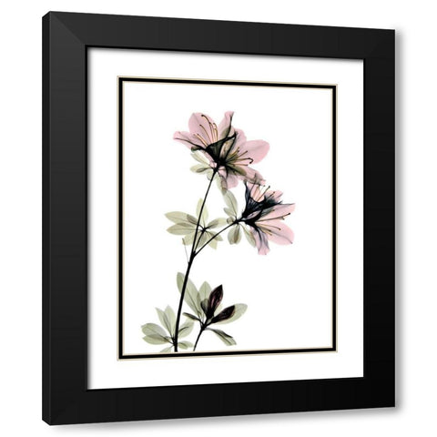 Azalea Black Modern Wood Framed Art Print with Double Matting by ACEE