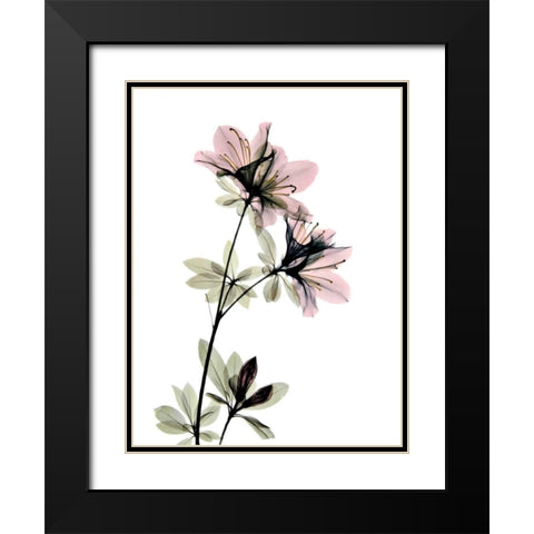 Azalea Black Modern Wood Framed Art Print with Double Matting by ACEE