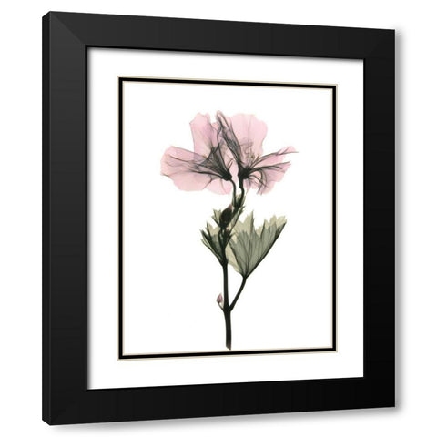 Geranium Black Modern Wood Framed Art Print with Double Matting by ACEE