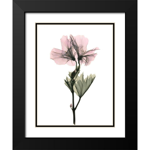 Geranium Black Modern Wood Framed Art Print with Double Matting by ACEE