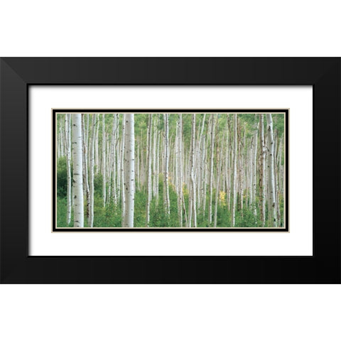 Early Autumn Aspens Black Modern Wood Framed Art Print with Double Matting by Frates, Dennis