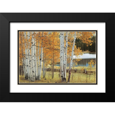 Birch Beauty Black Modern Wood Framed Art Print with Double Matting by Jones, Mike