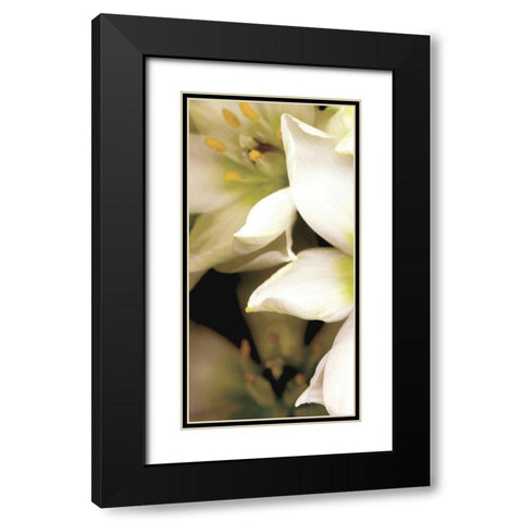 Star of Bethlehem Triptych Black Modern Wood Framed Art Print with Double Matting by Levine, Andrew