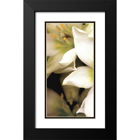 Star of Bethlehem Triptych Black Modern Wood Framed Art Print with Double Matting by Levine, Andrew