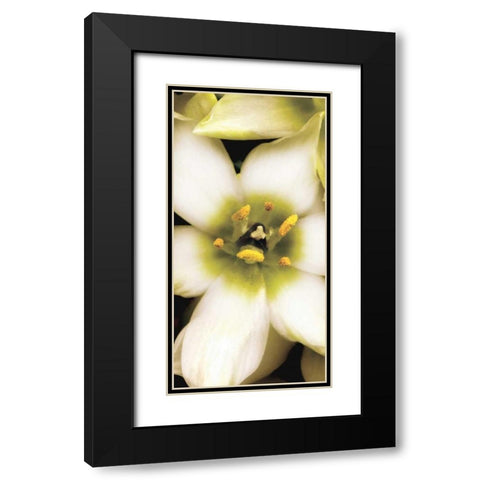 Star of Bethlehem Triptych Black Modern Wood Framed Art Print with Double Matting by Levine, Andrew