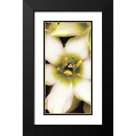 Star of Bethlehem Triptych Black Modern Wood Framed Art Print with Double Matting by Levine, Andrew