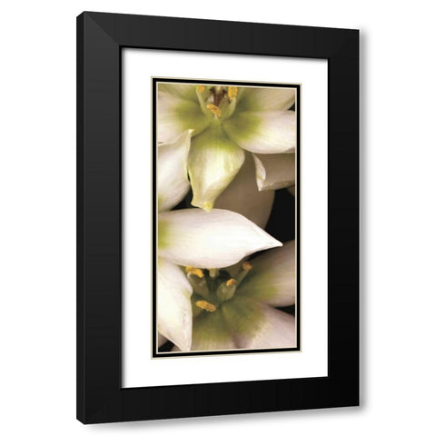 Star of Bethlehem Triptych Black Modern Wood Framed Art Print with Double Matting by Levine, Andrew