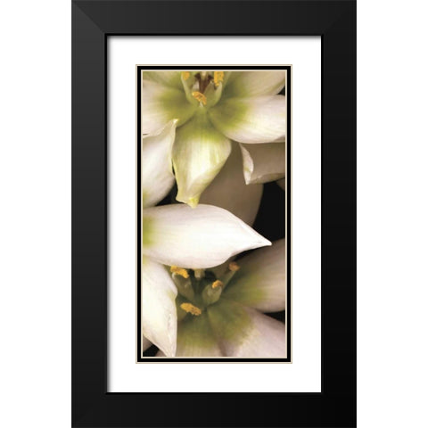 Star of Bethlehem Triptych Black Modern Wood Framed Art Print with Double Matting by Levine, Andrew