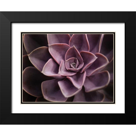 Echeveria I Black Modern Wood Framed Art Print with Double Matting by Levine, Andrew