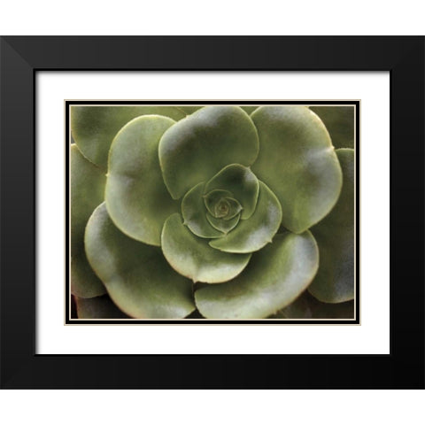 Echeveria II Black Modern Wood Framed Art Print with Double Matting by Levine, Andrew