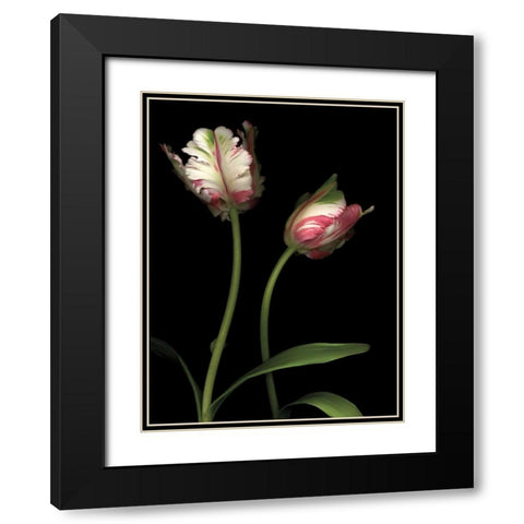 Parrot Tulips I Black Modern Wood Framed Art Print with Double Matting by Levine, Andrew