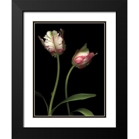 Parrot Tulips I Black Modern Wood Framed Art Print with Double Matting by Levine, Andrew