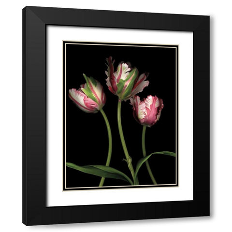 Parrot Tulips II Black Modern Wood Framed Art Print with Double Matting by Levine, Andrew
