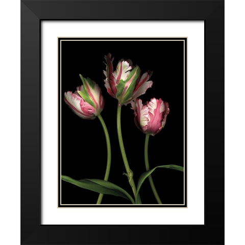 Parrot Tulips II Black Modern Wood Framed Art Print with Double Matting by Levine, Andrew