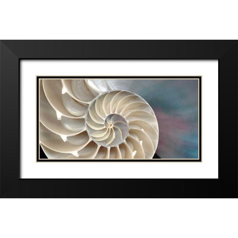 Nautilus Black Modern Wood Framed Art Print with Double Matting by Levine, Andrew