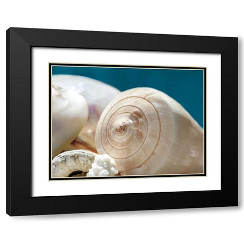 Shell Quartet Black Modern Wood Framed Art Print with Double Matting by Marie, Dina
