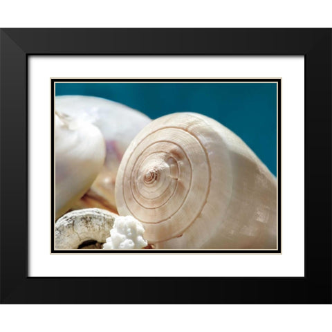 Shell Quartet Black Modern Wood Framed Art Print with Double Matting by Marie, Dina