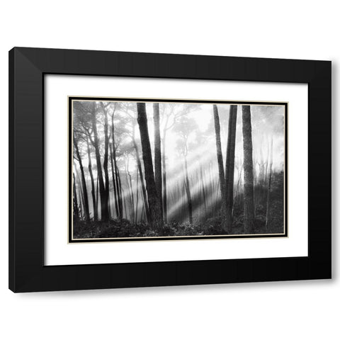 Mystical Forest and Sunbeams Black Modern Wood Framed Art Print with Double Matting by Nagler, Monte