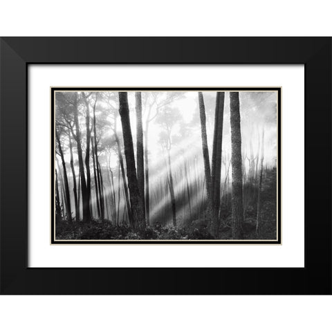 Mystical Forest and Sunbeams Black Modern Wood Framed Art Print with Double Matting by Nagler, Monte
