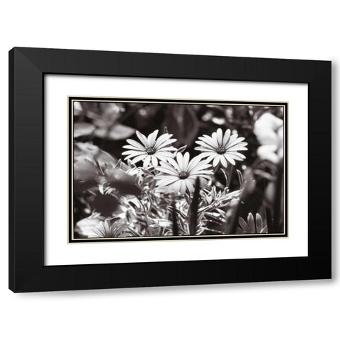 Americana Black Modern Wood Framed Art Print with Double Matting by OMara, James