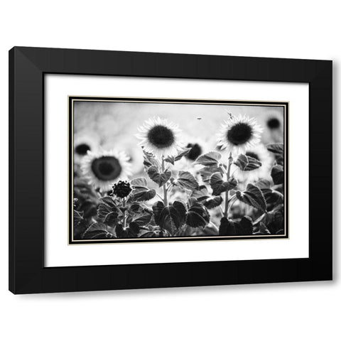 Provence Black Modern Wood Framed Art Print with Double Matting by OMara, James