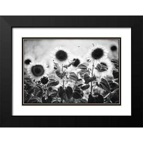 Provence Black Modern Wood Framed Art Print with Double Matting by OMara, James