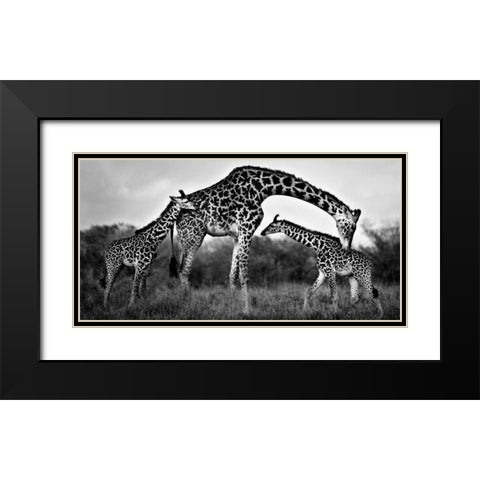 Giraffe Family Black Modern Wood Framed Art Print with Double Matting by Ortega, Xavier