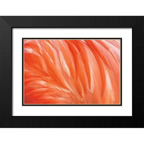 Danza de la Pluma Black Modern Wood Framed Art Print with Double Matting by Ortega, Xavier