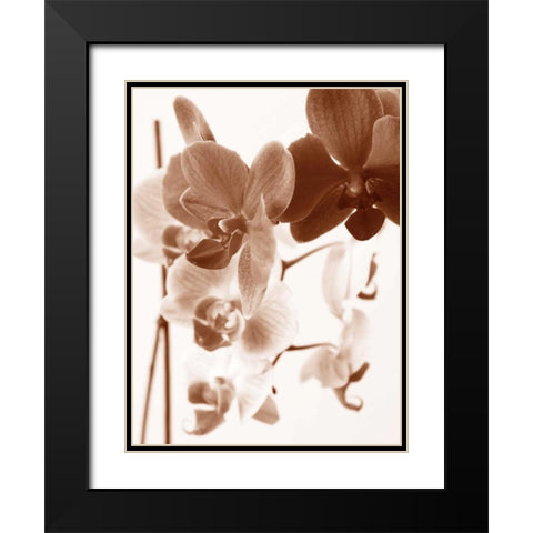 Dreamy Orchids I Black Modern Wood Framed Art Print with Double Matting by Szilagyi, lly
