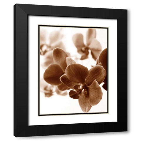 Dreamy Orchids II Black Modern Wood Framed Art Print with Double Matting by Szilagyi, lly