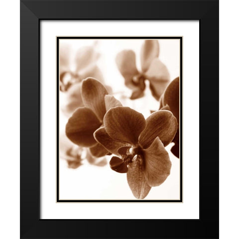 Dreamy Orchids II Black Modern Wood Framed Art Print with Double Matting by Szilagyi, lly