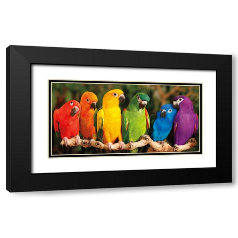 Rainbow Parrots Black Modern Wood Framed Art Print with Double Matting by Jones, Mike
