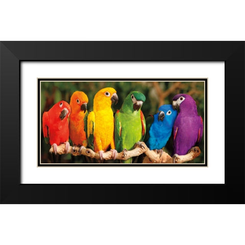 Rainbow Parrots Black Modern Wood Framed Art Print with Double Matting by Jones, Mike