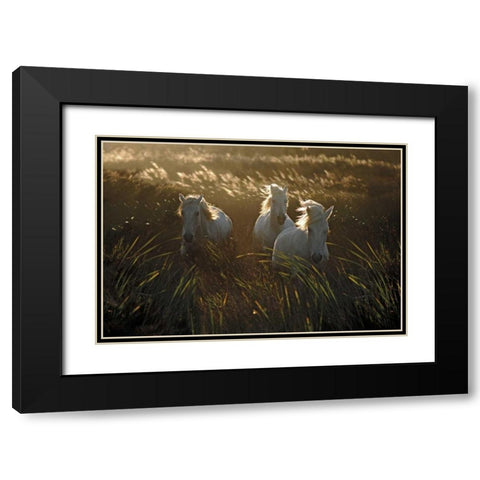 Wild and Free Black Modern Wood Framed Art Print with Double Matting by Ortega, Xavier
