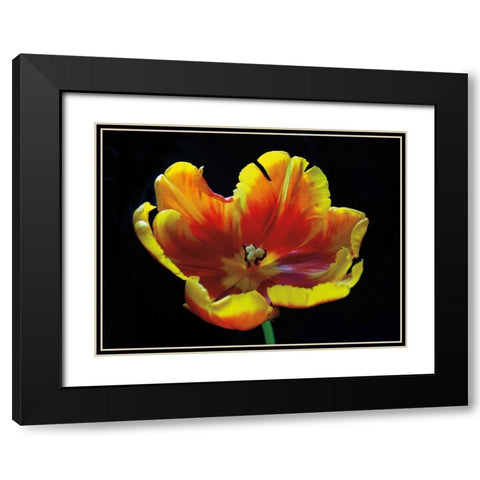 Expose Black Modern Wood Framed Art Print with Double Matting by Szilagyi, Ily