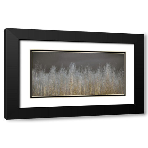Silver Forest Black Modern Wood Framed Art Print with Double Matting by Frank, Assaf
