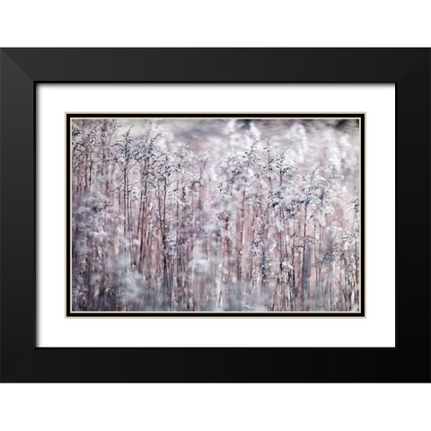 Cotton Tops Black Modern Wood Framed Art Print with Double Matting by Frank, Assaf