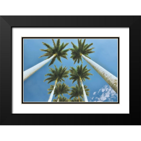 Looking Up  Black Modern Wood Framed Art Print with Double Matting by Frates, Dennis