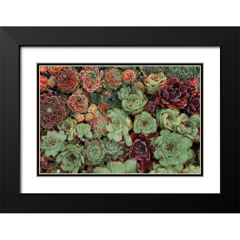 Succulent Collection Black Modern Wood Framed Art Print with Double Matting by Frates, Dennis