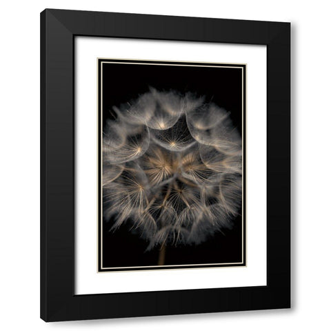 Fragile Beauty Black Modern Wood Framed Art Print with Double Matting by Frank, Assaf