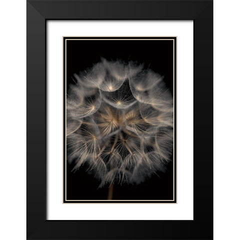 Fragile Beauty Black Modern Wood Framed Art Print with Double Matting by Frank, Assaf