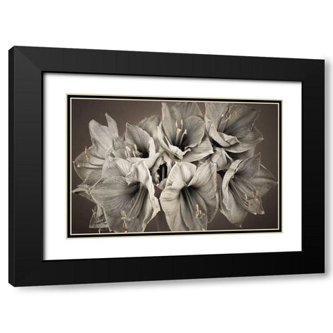 Grand Floral Black Modern Wood Framed Art Print with Double Matting by Frank, Assaf