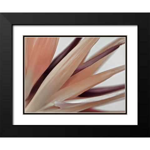 Heliconia Harmony Black Modern Wood Framed Art Print with Double Matting by Frank, Assaf