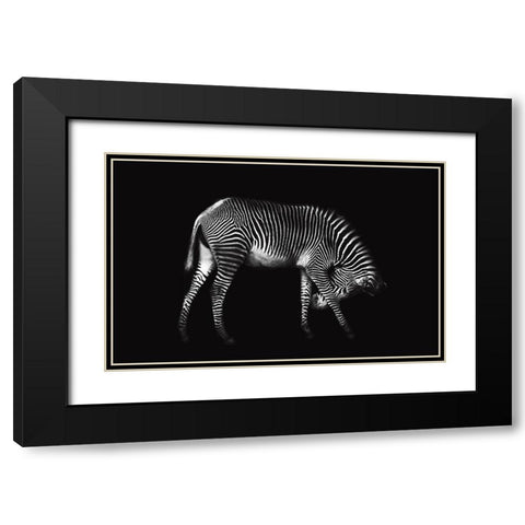 Zebra Solo Black Modern Wood Framed Art Print with Double Matting by Ortega, Xavier