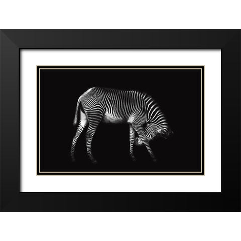 Zebra Solo Black Modern Wood Framed Art Print with Double Matting by Ortega, Xavier
