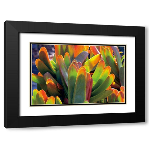 Aloe Fan Black Modern Wood Framed Art Print with Double Matting by Frates, Dennis