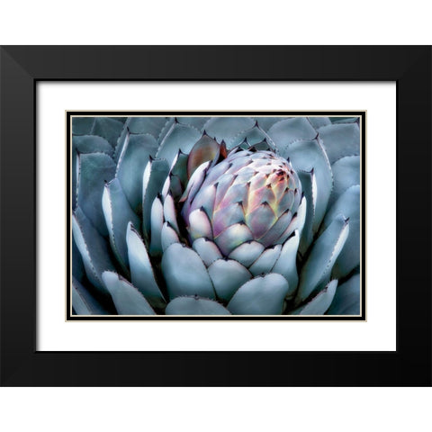 Blue Star Black Modern Wood Framed Art Print with Double Matting by Frates, Dennis