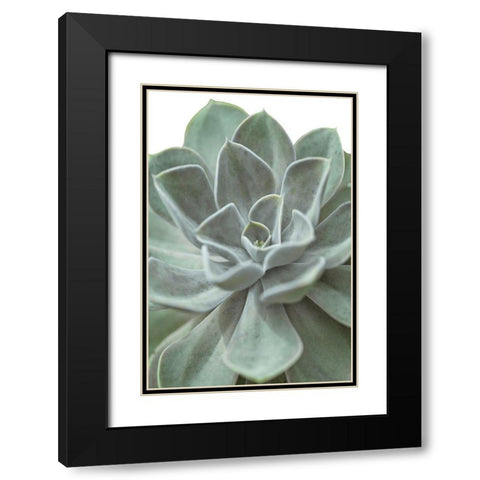 Echeveria Black Modern Wood Framed Art Print with Double Matting by Frank, Assaf