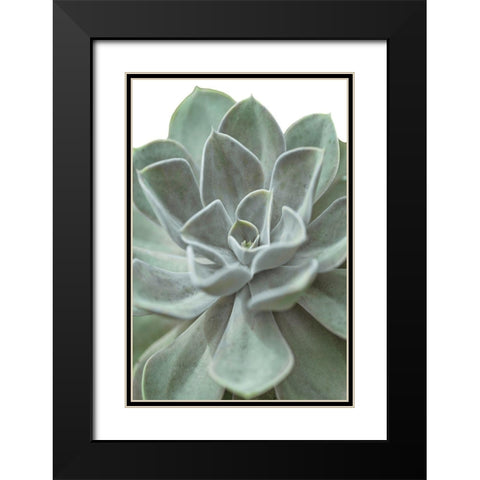 Echeveria Black Modern Wood Framed Art Print with Double Matting by Frank, Assaf